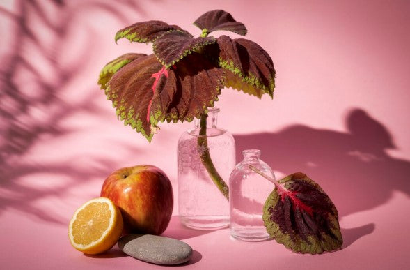 What Are Fruity Perfumes? A Complete Guide to Fresh & Vibrant Fragrances